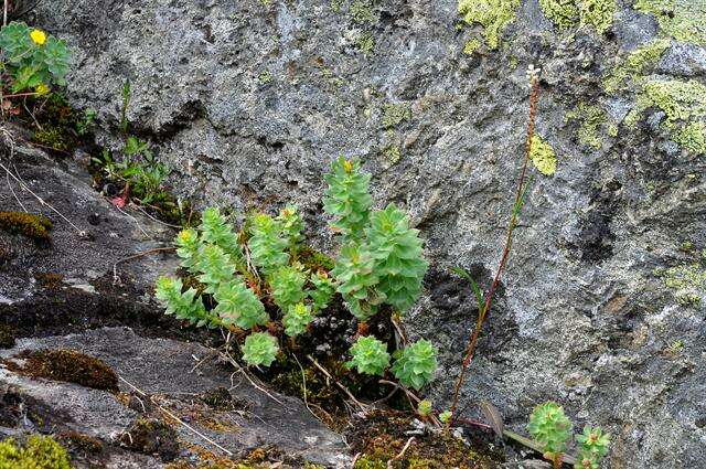 Image of stonecrop