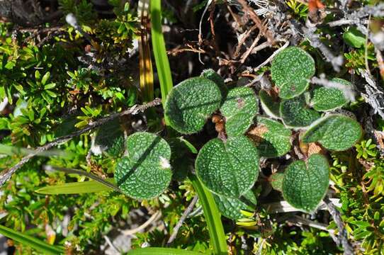 Image of netleaf willow