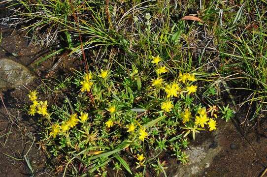 Image of saxifrage