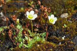 Plancia ëd Saxifraga cespitosa L.