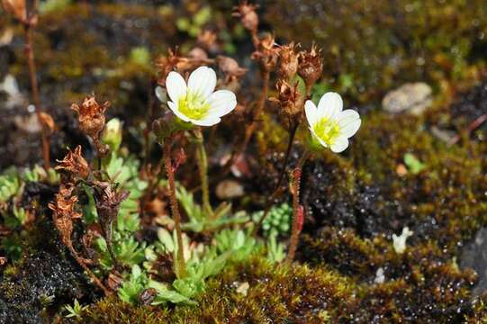 Слика од Saxifraga cespitosa L.