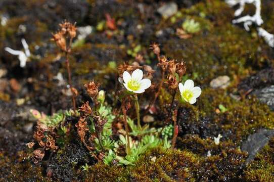 Слика од Saxifraga cespitosa L.