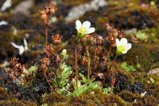 Plancia ëd Saxifraga cespitosa L.