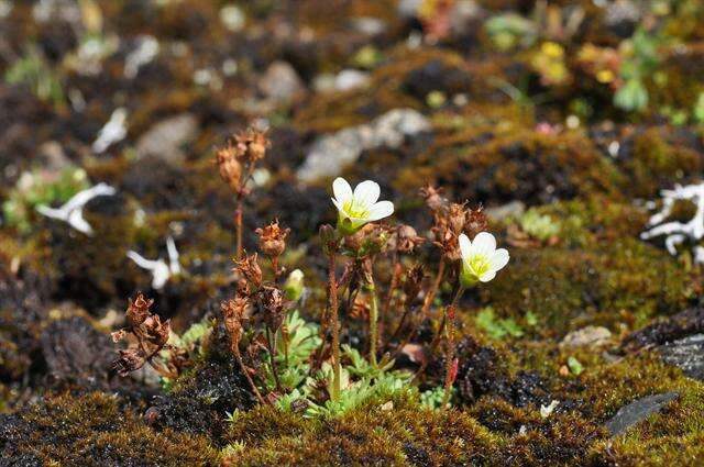 Plancia ëd Saxifraga cespitosa L.