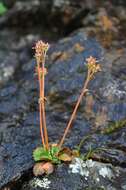 Image of Ottertail Pass saxifrage