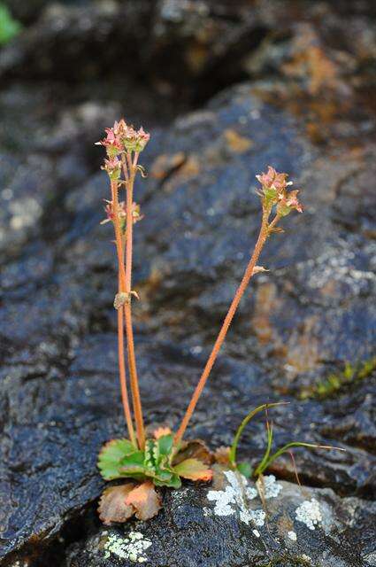 Image of Ottertail Pass saxifrage