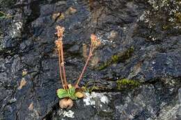 Image of Ottertail Pass saxifrage