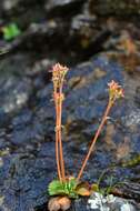 Image of Ottertail Pass saxifrage