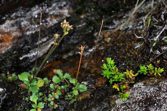 Image of Ottertail Pass saxifrage