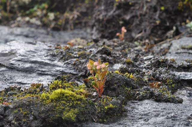 Image of hairy stonecrop