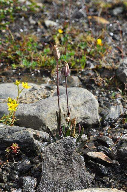 Image of apetalous catchfly