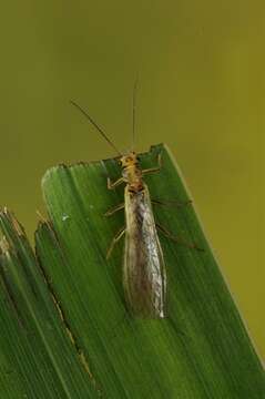 Image of perlodid stoneflies