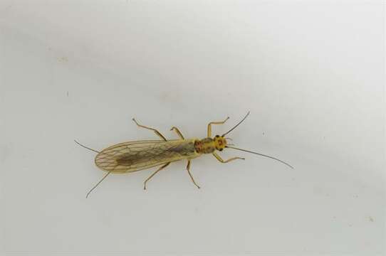 Image of perlodid stoneflies