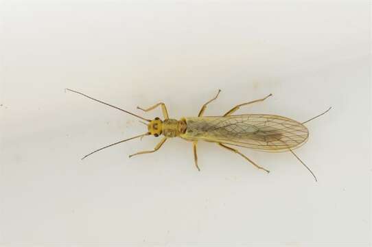 Image of perlodid stoneflies