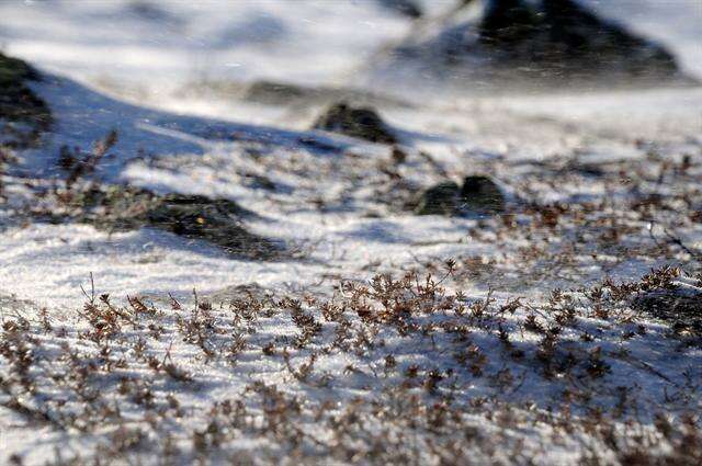 Image of Mountain Crowberry