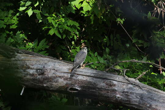 Image of Levant Sparrowhawk