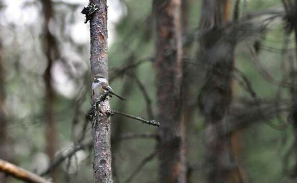 Image of <i>Parus cinctus</i>