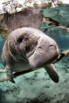 Image of manatees