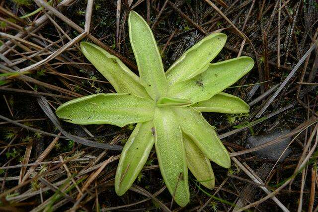 Image of Butterworts