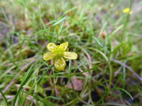 Image of Lesser Spearwort