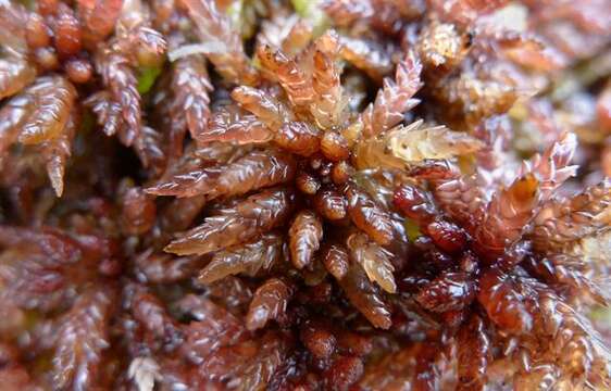 Imagem de Sphagnum magellanicum Bridel 1798