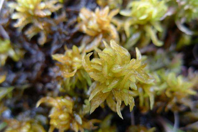 Image of slender cow-horn bog-moss