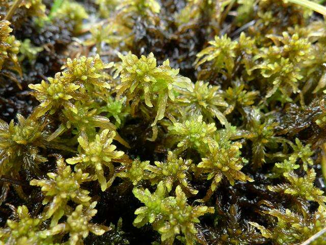 Image of slender cow-horn bog-moss