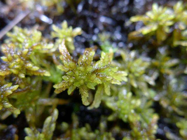 Image of slender cow-horn bog-moss