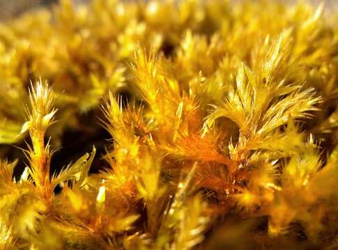 Image of tomentypnum moss