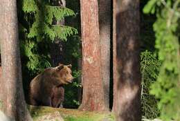 Image of Ursus Linnaeus 1758