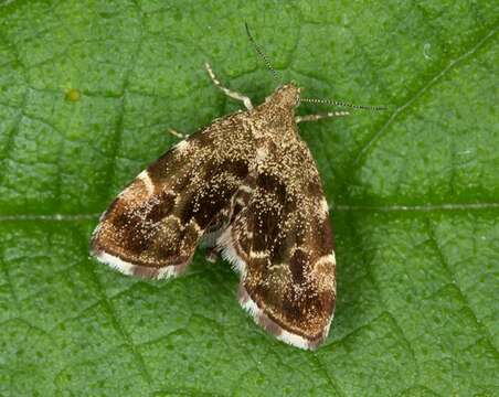Image of metalmark moths