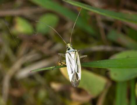 Image of Stenotus