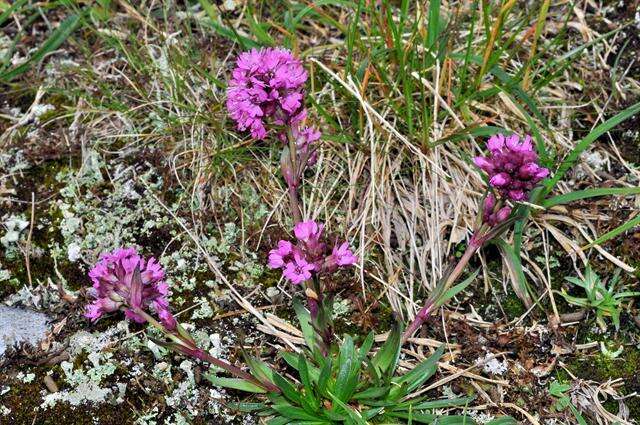 صورة Silene suecica (Loddiges) Greuter & Burdet