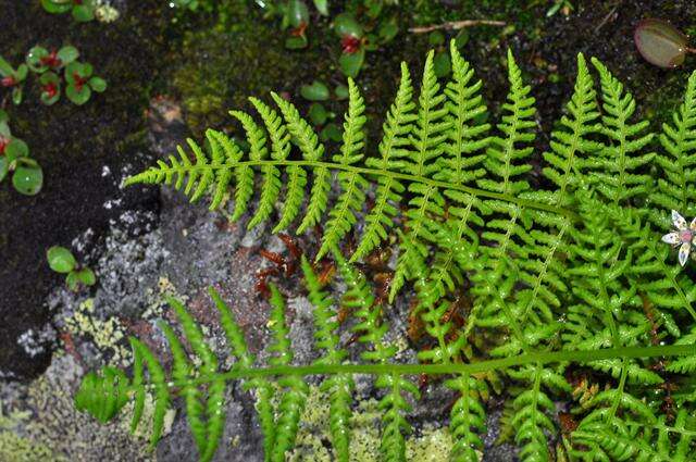 Image of ladyfern