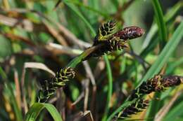 Image of Bigelow's sedge