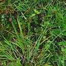 Image of Twoparted Sedge