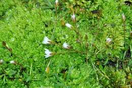 Image of mouse-ear chickweed