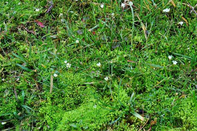 Image of mouse-ear chickweed