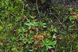 Image of willowherb