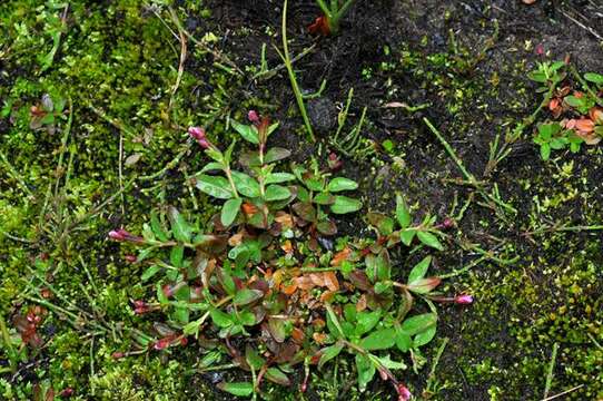 Image of willowherb