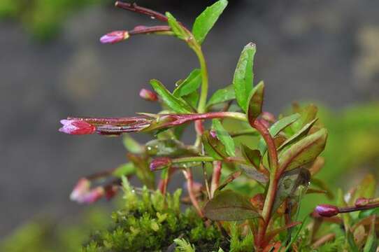 Image of willowherb