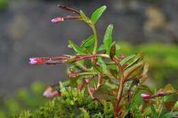 Image of willowherb