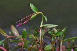 Image of willowherb