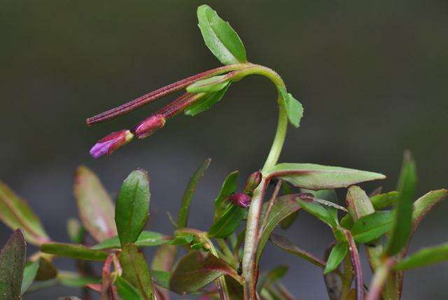 Image of willowherb