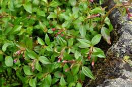 Image of Hornemann's Willowherb