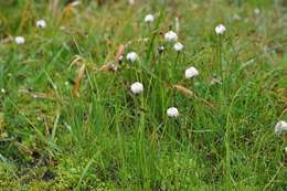 Plancia ëd Eriophorum