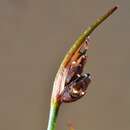 Image of Juncus biglumis L.