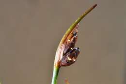 Juncus biglumis L.的圖片