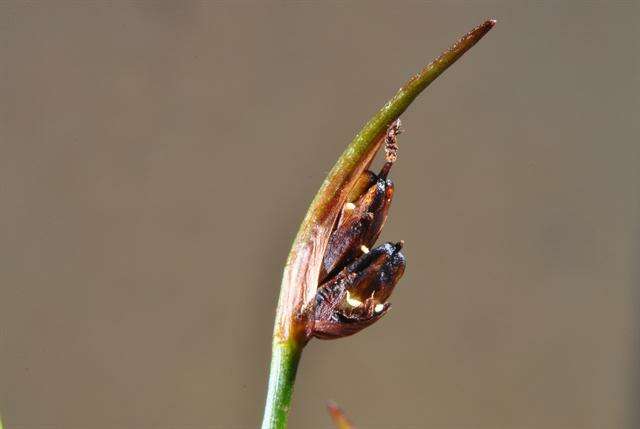 Juncus biglumis L. resmi