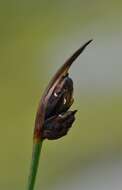 Juncus biglumis L. resmi